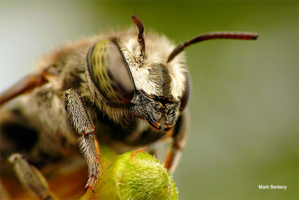 Native Bee by Mark Berkery