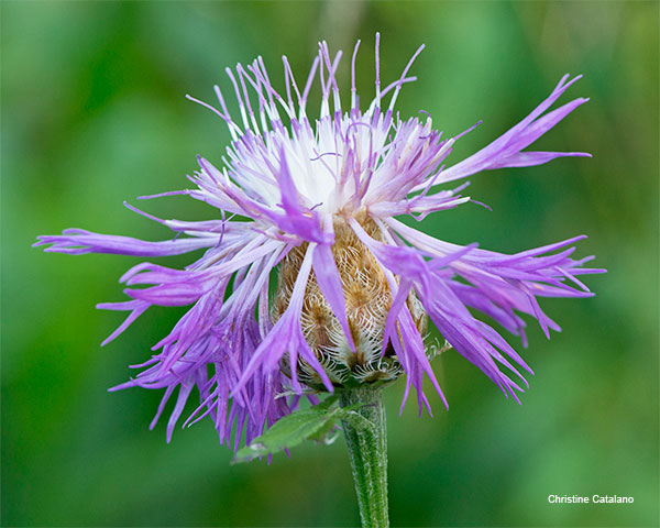 Spiky Flower by Christine Catalano