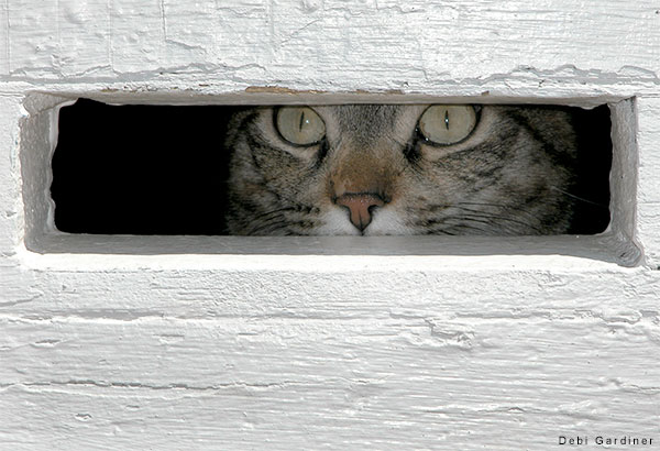 Mail Slot by Debi Gardiner