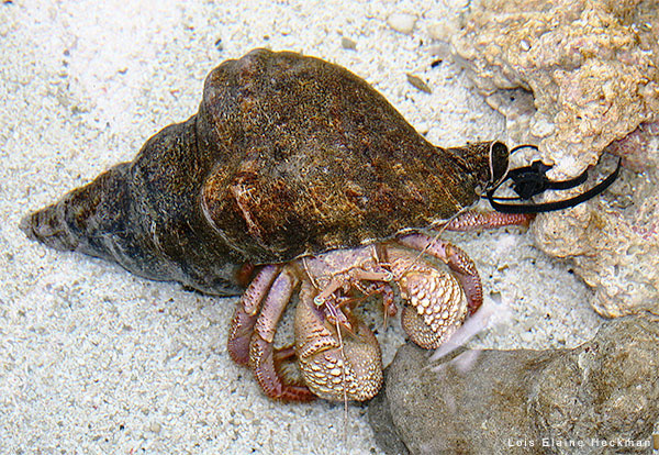 Hermit Crab by Lois Elaine Heckman