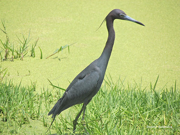 Little Blue Heron by Donna Sciandra