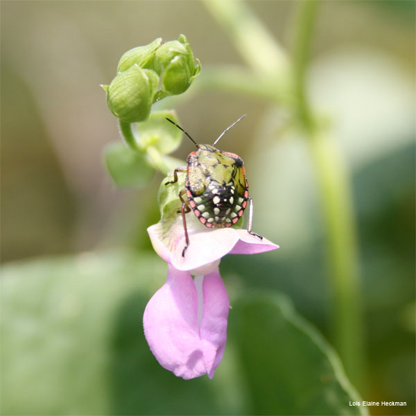 Bean Vine Bug by Lois Elaine Heckman