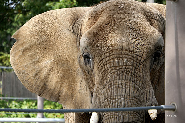 Gentle Face by Christine Catalano